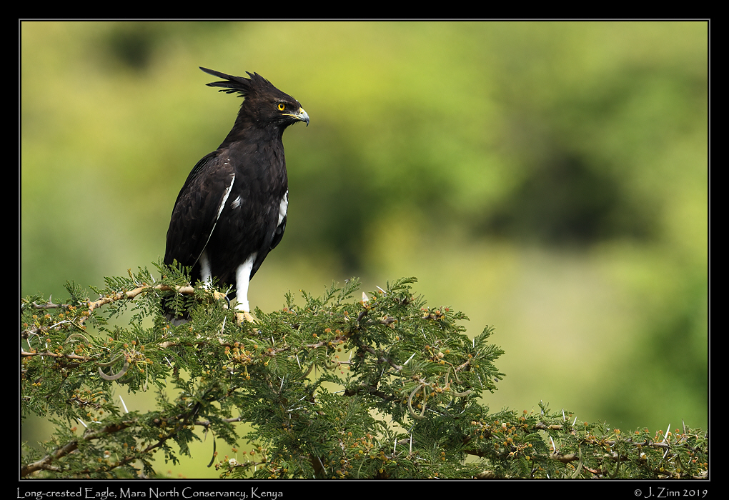long_crested_eagle_JZ8_1462a