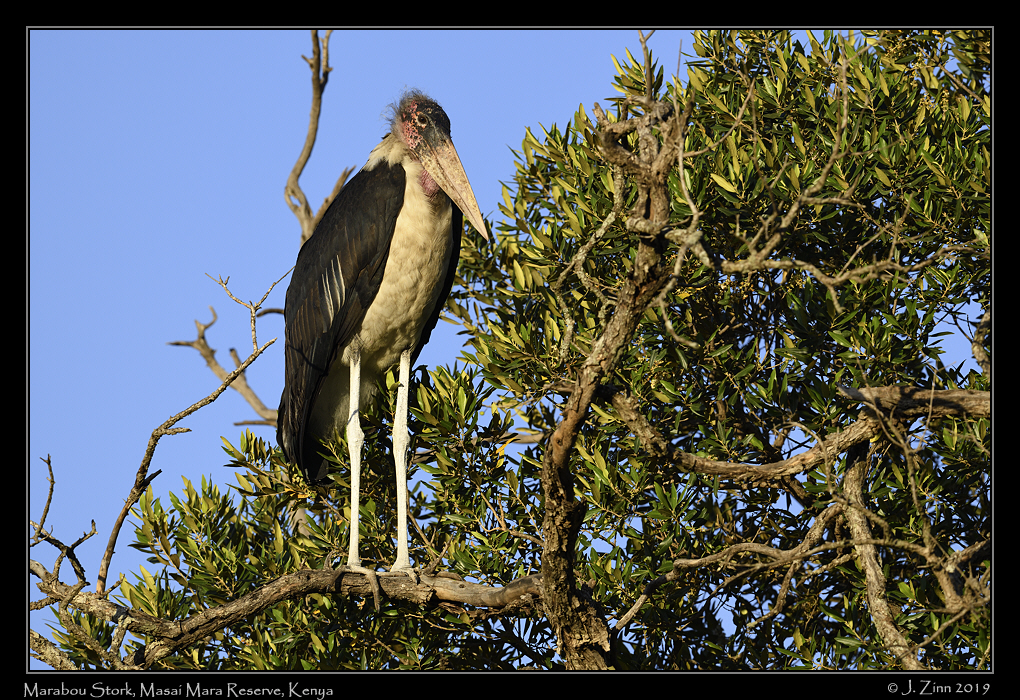 marabou_stork_JZ8_8204a