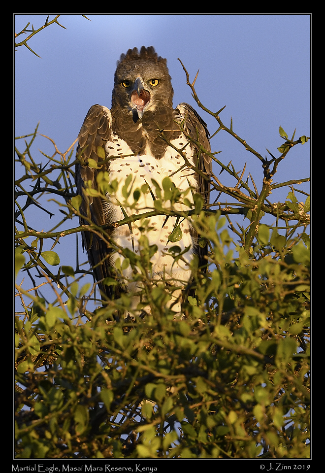 martial_eagle_JZ8_0274b