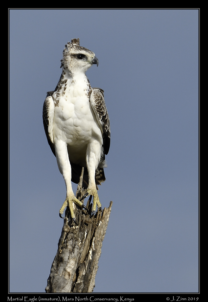 martial_eagle_JZ8_1718a