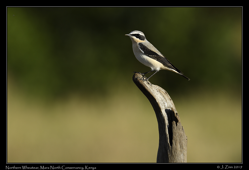 northern_wheatear_JZ8_4297a