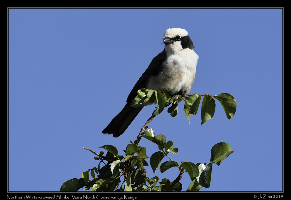 northern_white_crowned_shrike_JZ8_3771a