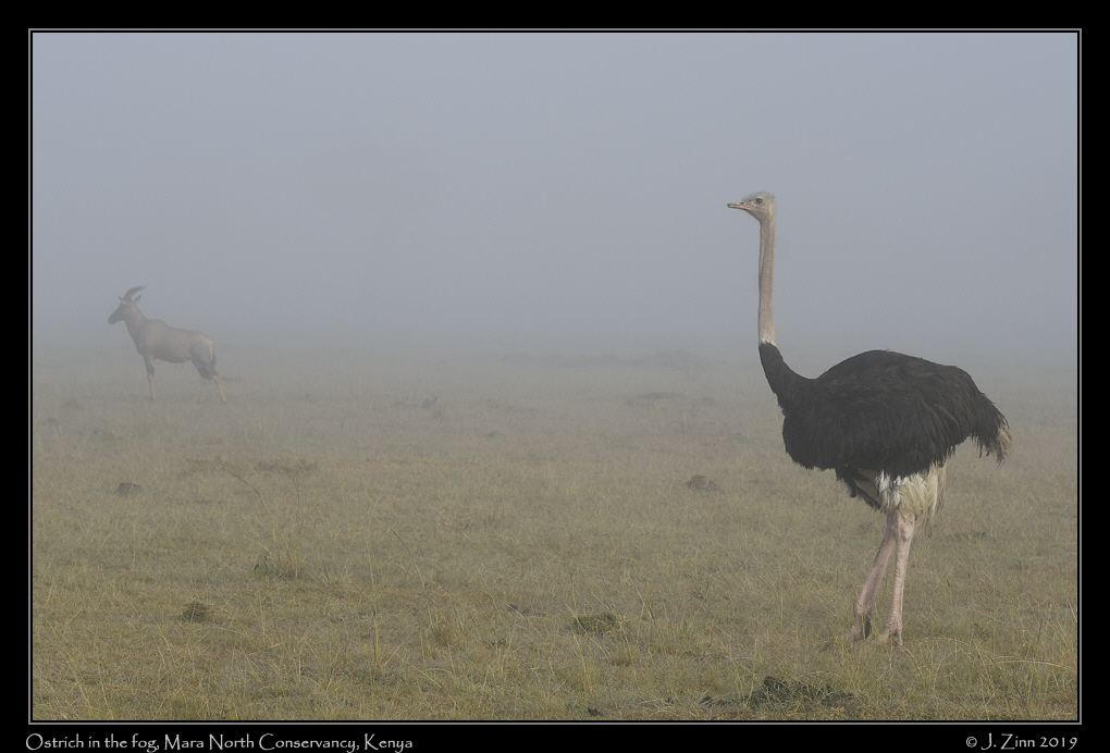 ostrich_JZ5_3609a