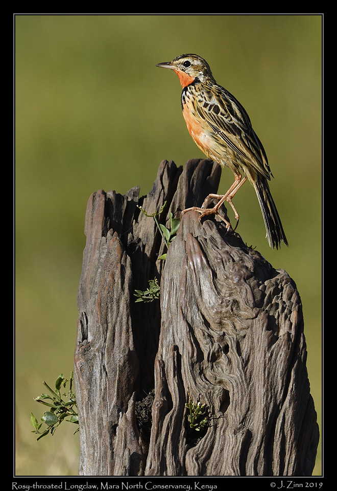 rosy_throated_longclaw_JZ8_3688a