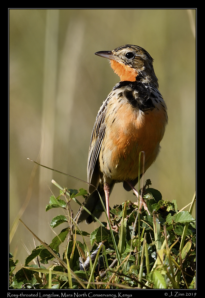 rosy_throated_longclaw_JZ8_3718b