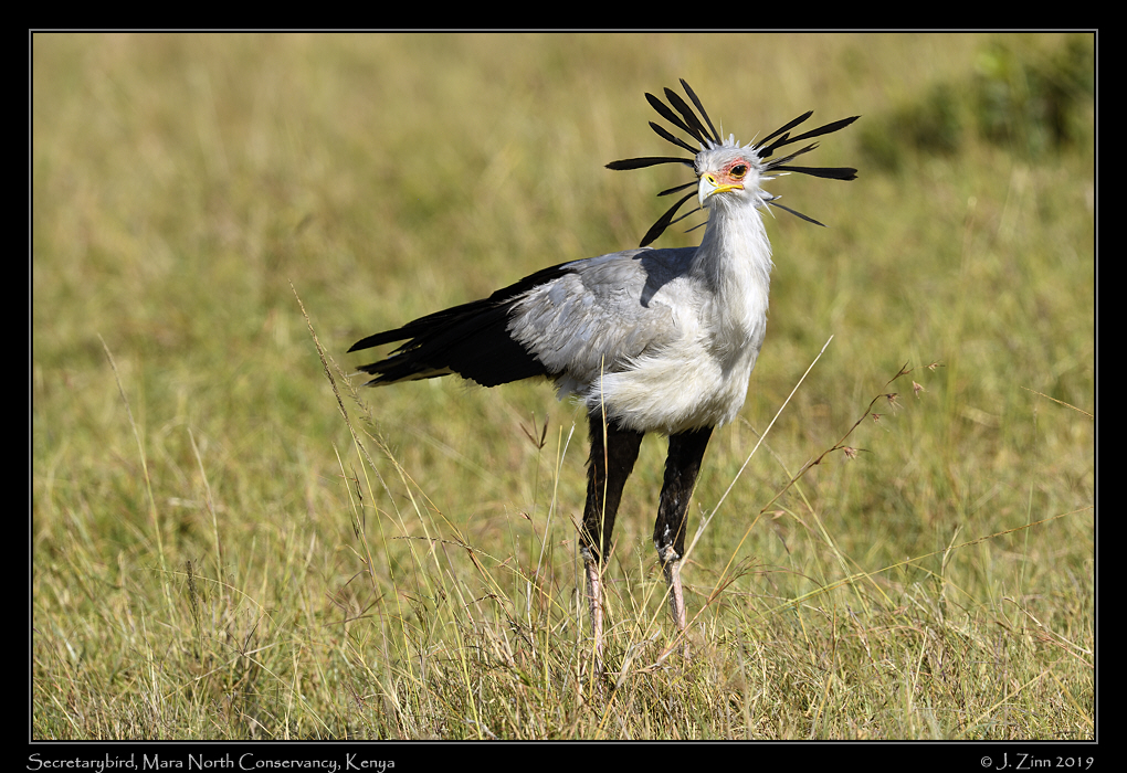 secretary_bird_JZ8_1954a