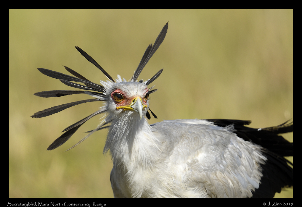 secretarybird_JZ8_1935a