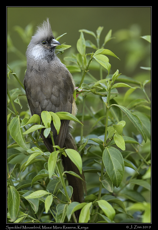 speckled_mousebird_JZ8_0306b