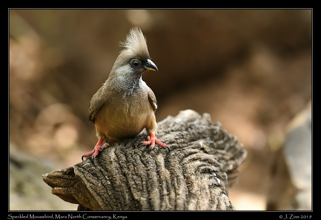 speckled_mousebird_JZ8_2123a
