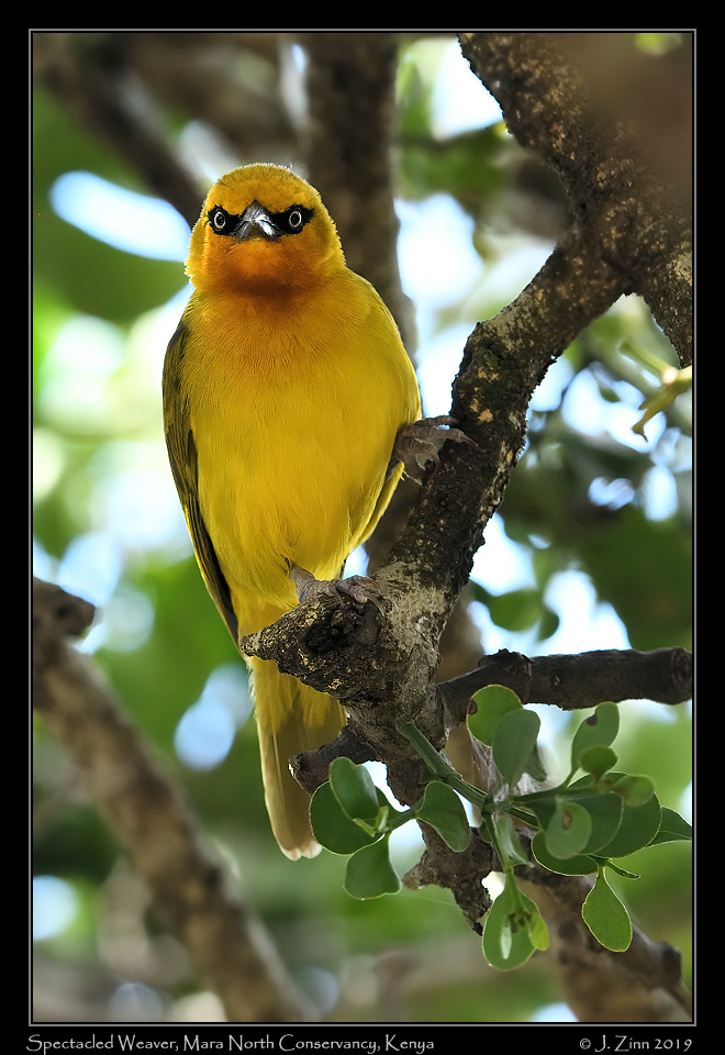 spectacled_weaver_JZ8_1561a