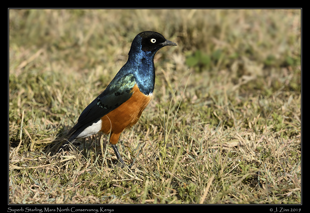 superb_starling_JZ8_1706a