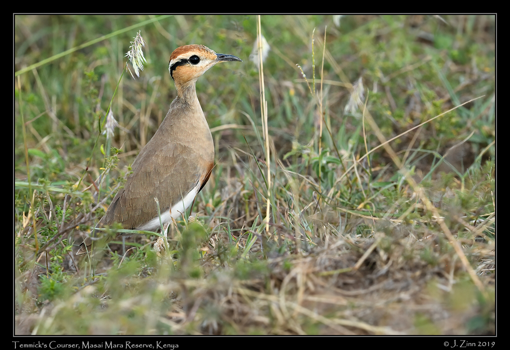 temmicks_courser_JZ8_9881a