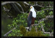  African Fish Eagle, � J. Zinn