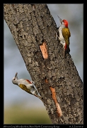  African Gray Woodpeckers, � J. Zinn