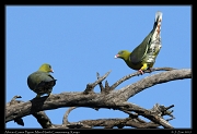  African Green Pigeon, � J. Zinn