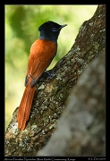 African Paradise Flycatcher, � J. Zinn