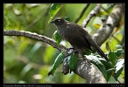  Arrowmarked Babbler, � J. Zinn