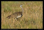  Black-bellied Bustard female, � J. Zinn