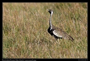  Black-bellied Bustard, � J. Zinn