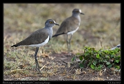  Black-winged Lapwing, � J. Zinn