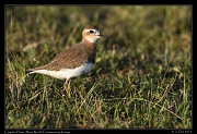  Caspian Plover, � J. Zinn