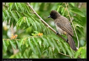  Common Bulbul, � J. Zinn
