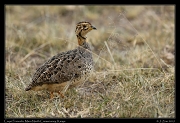  Coqui Francolin, � J. Zinn