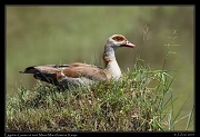  Egyptian Goose, � J. Zinn