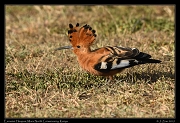  Eurasian Hoopoe, � J. Zinn