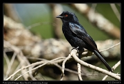  Fork-tailed Drongo, � J. Zinn