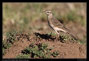  Grassland Pipit, � J. Zinn