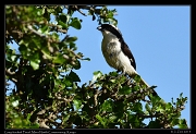  Grey-backed Fiscal, � J. Zinn