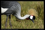  Grey Crowned Crane, � J. Zinn