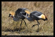  Grey Crowned Cranes, � J. Zinn