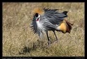  Crey Crowned Crane, � J. Zinn