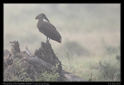  Hammerkop in the fog, � J. Zinn