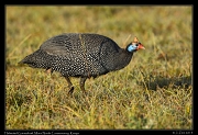  Helmeted Guineafowl, � J. Zinn