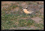  Kittlitz's Plover, � J. Zinn