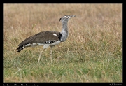  Kori Bustard, � J. Zinn