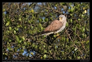  Lesser Kestrel, � J. Zinn