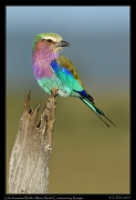 Lilac-breasted Roller, � J. Zinn