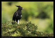  Long-crested Eagle, � J. Zinn