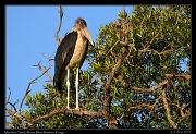  Marabou Stork, � J. Zinn
