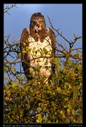  Martial Eagle, � J. Zinn