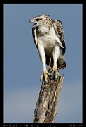  Martial Eagle (immature), � J. Zinn