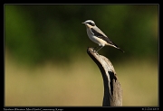  Northern Wheatear, � J. Zinn