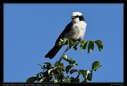  Northern White-crowned Shrike, � J. Zinn