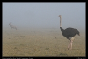  Ostrich in the fog, � J. Zinn
