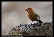  Purple Grenadier (female), � J. Zinn