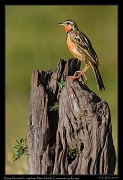  Rosy-throated Longclaw, � J. Zinn